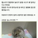 햄스터 다리골절로 깁스하고 왔어요 이미지