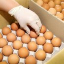 우리계란마트 이미지