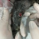 그랜드 동물병원 이미지