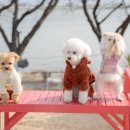 미쁜아토 이미지