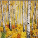 자작나무 이미지