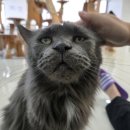 이웃집고양이&루나펠트 네이버블로그
