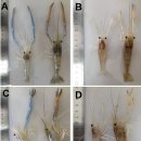 징거미새우의 전염성 조숙증(infectious precocity virus, IPV) 유발 RNA바이러스 Flavivirus 이미지