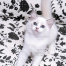 캣돌 캐터리 이미지