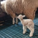 유동목장 이미지