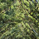 과수원 매매 이미지