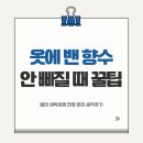 진솔세탁 | 찐한 향수 냄새 세탁법, 넬리 세탁세제로 잔향 관리해보기 [진솔한리뷰]