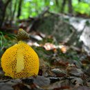 망태수퍼 이미지