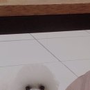 초원애견샵 이미지