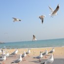 부산갈매기 이미지