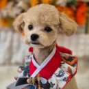 축복 펫살롱 이미지