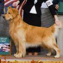 에코 켄넬 이미지