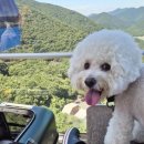 우진켄넬 | 강아지와 함께하는 1박2일 거제여행