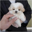 대구강아지분양 홍스퍼피 이미지