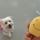 포댕 이미지