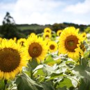 김경숙농장 이미지