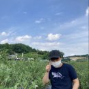 굿모닝 팜 이미지