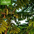 감일고등학교 이미지