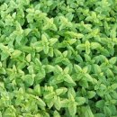 페퍼민트 이미지