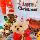 커몽커몽펫 이미지