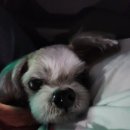 24시 마이동물의료센터 이미지