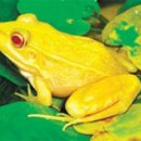 황금개구리 이미지