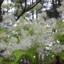 2016-4-16 멀리 떠나는 친구와 함께 한 경주 남산 이미지