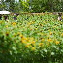 궁남지 서문주차장 이미지