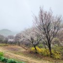산꽃벚꽃오토캠핑장 이미지