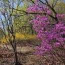 개울옆길 | 옥녀봉 진달래능선