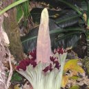 세상에서 제일큰 꽃 ( 시체꽃/corpse flower ) 이미지