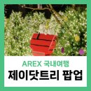 서울역 크리스마스 가볼 만한 곳 제이닷트리 스누피 팝업스토어 방문 후기