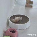 [음성] 어른도 시간 가는 줄 몰랐던 음성진천 키즈카페, 쵸이캣 충북혁신점