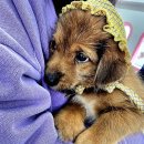 표선동물병원 이미지