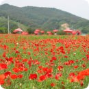 코스모스축제장 제방 이미지