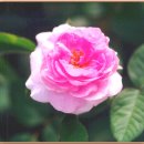 사람이 꽃보다 아름 이미지