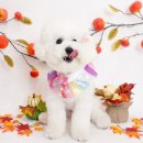 퍼피스프링 이미지