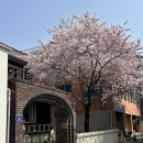 대구 벚꽃 성지 ‘카페삼덕’(구.엘아이티)후기🌸