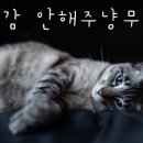 여포꾸이꾸이 네이버블로그