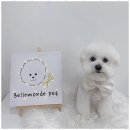 강아지미용실 이미지