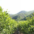 형제농장 3 이미지