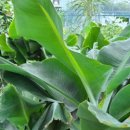 몽키바나나 이미지