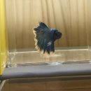 요나쿠아 | 🐟 BETTA 🐟 - 210123 안산 요나쿠아 방문기