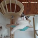 젤로돌스 이미지