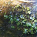논냉이Cardamine lyrata Bunge(배추과 황새냉이속) 이미지