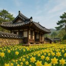 봄을 깨우는 황홀경! 국내 수선화 명소 Best 7 (개화시기 &amp; 인생샷 스팟 완벽 가이드)