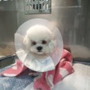 기운내 동물병원 이미지