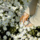 향기5로 이미지