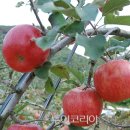 청송사과 - 수원시 장안구 경수대로878번길 12 | 청송사과