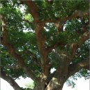 [문화재답사/고창] 고창 수동리 팽나무 - 천연기념물 제494호 이미지